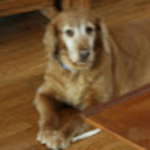 Meet your Posher, Lora barkenbus